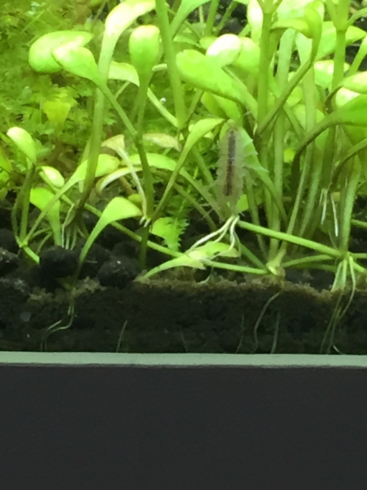 魚缸裏的奇怪又噁心的生物