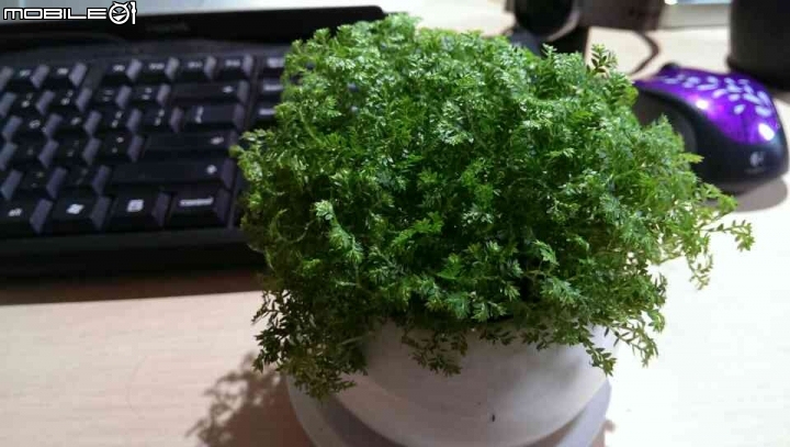 療育小草品種