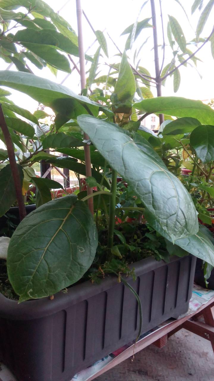 請問這是什麼植物??
