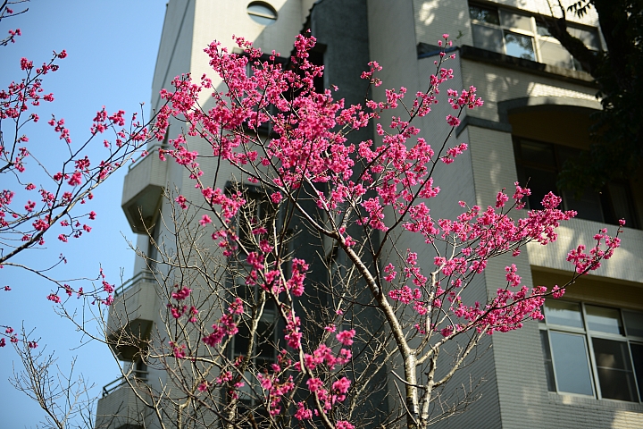 清晨關子嶺，路上都沒人。