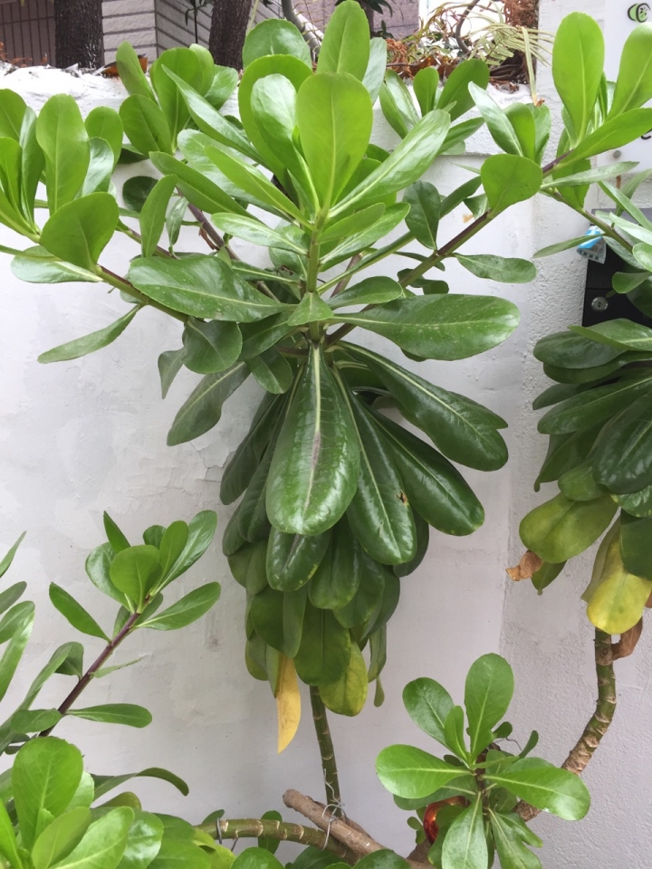 請問這是什麼植物??
