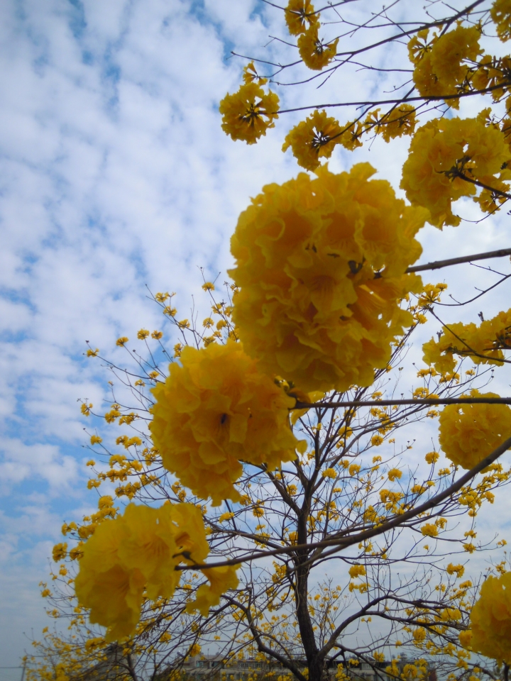 楠梓土庫黃花風鈴木