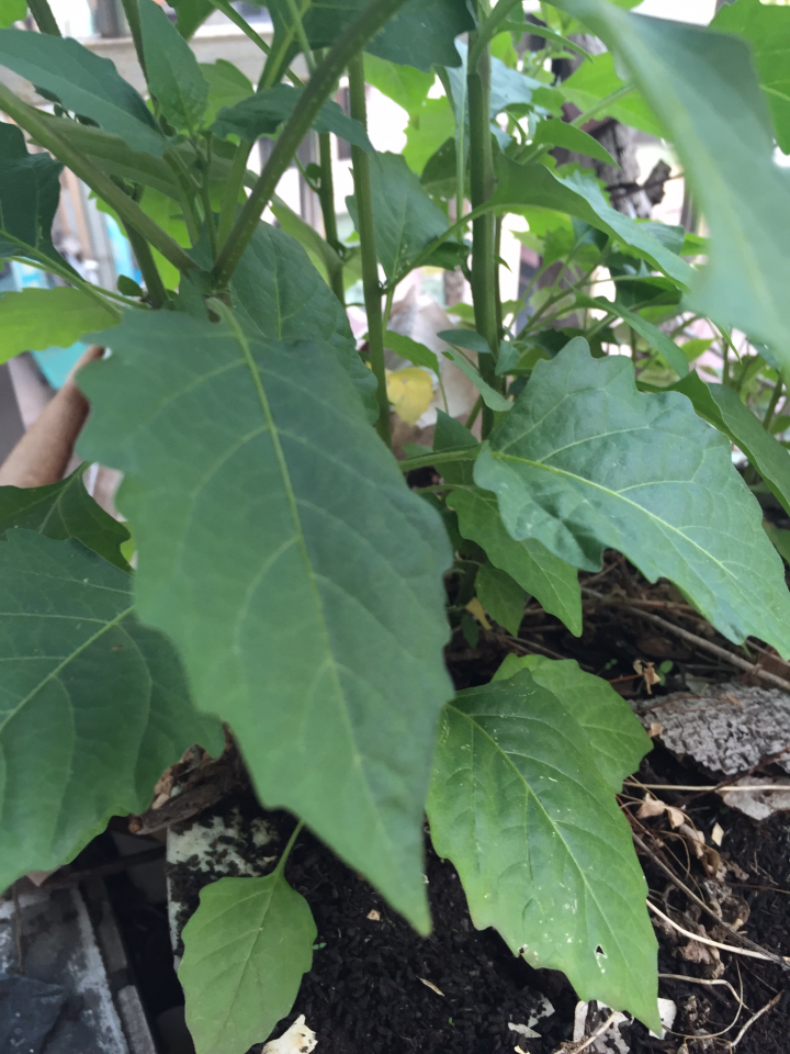 請問一下植物專家，這是甚麼花？