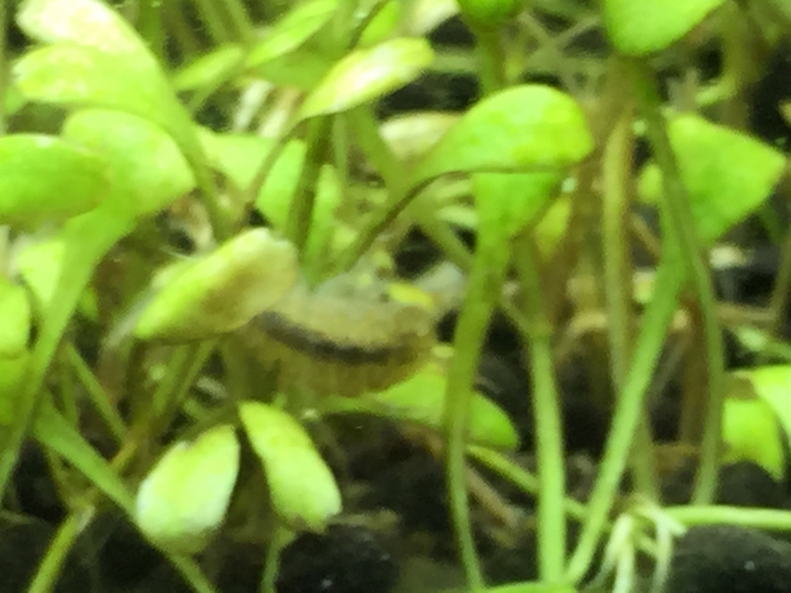 魚缸裏的奇怪又噁心的生物