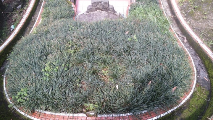韓國草或台北草種植注意事項?
