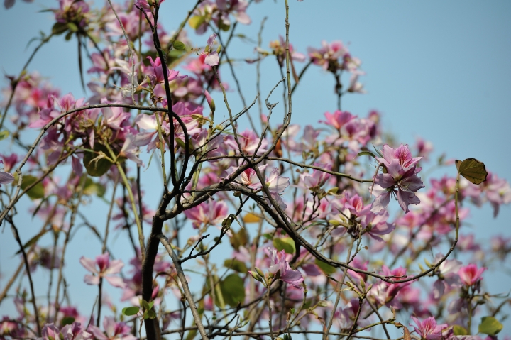 D700 vs D750 (3)-戶外花草篇