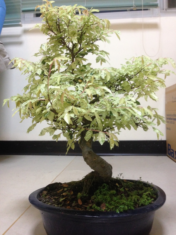 請問這是甚麼樹種?如何照顧?