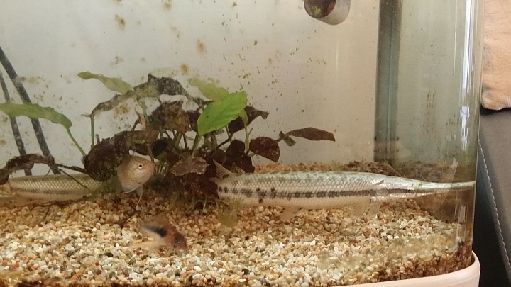 求網友...認養一種魚