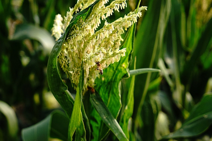 Sony A7兔 出來吧～有如一隻五臟俱全的麻雀