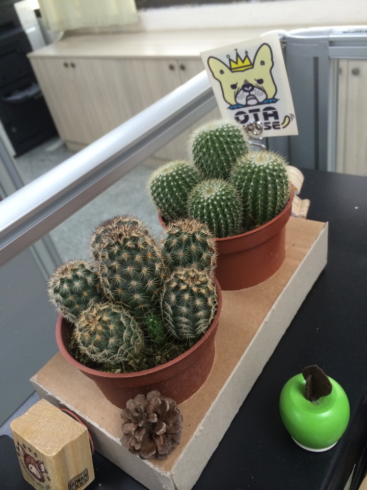 仙人掌換新家
