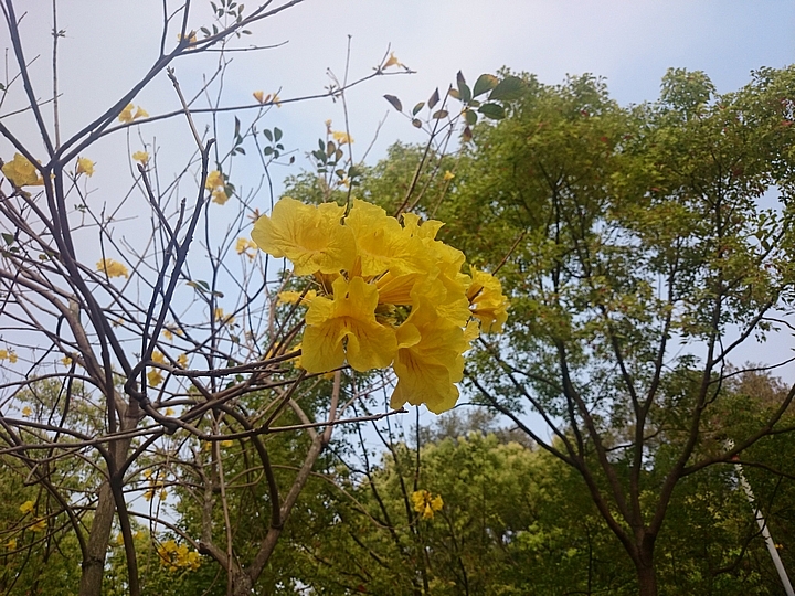 佳里區黃花風鈴木