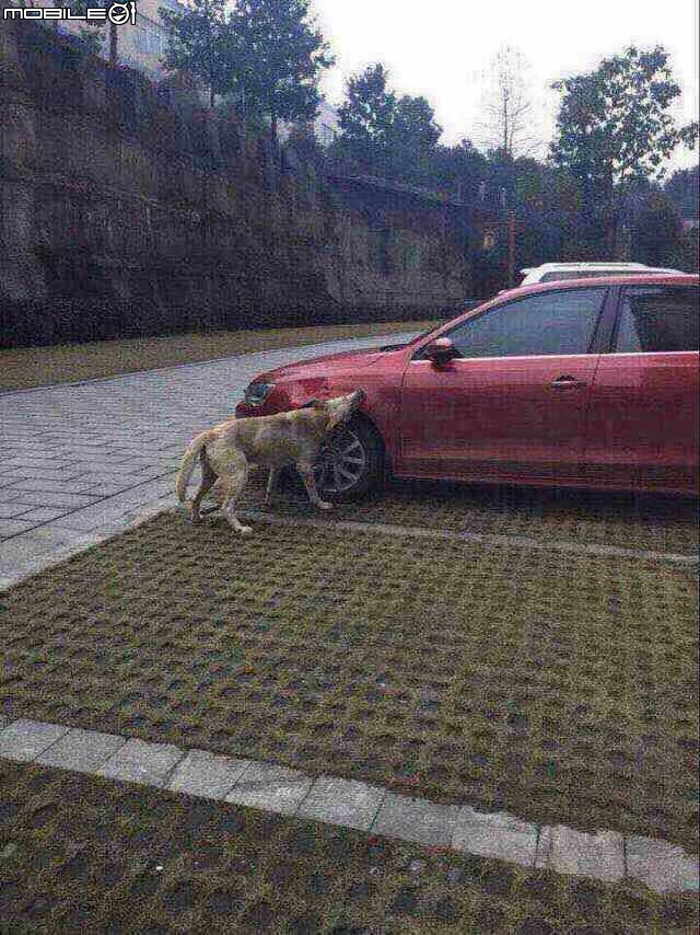 請問車子葉子板，被狗咬了！保險理賠嗎！！