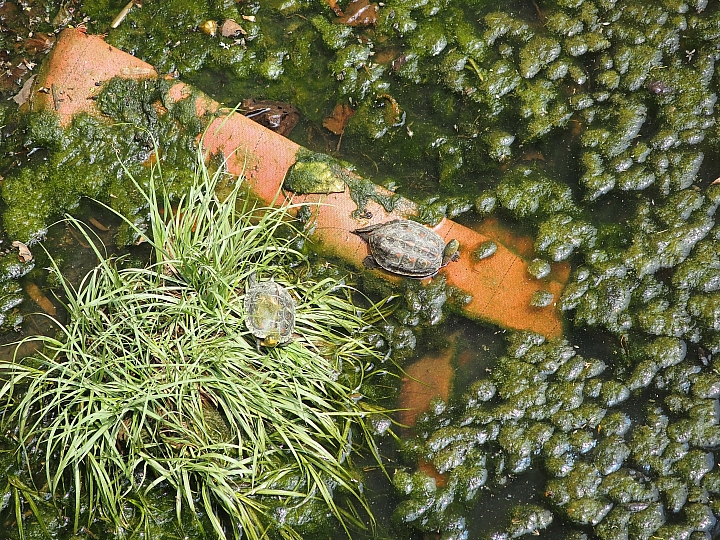 開車一陣子，忽然從HUD飛出一隻蜜蜂。
