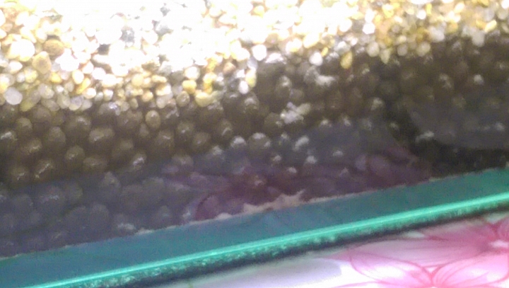 我的黑土長出白白的東西