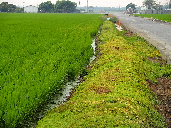 往墾丁台東請先到南州：屏東國際彩稻藝術節