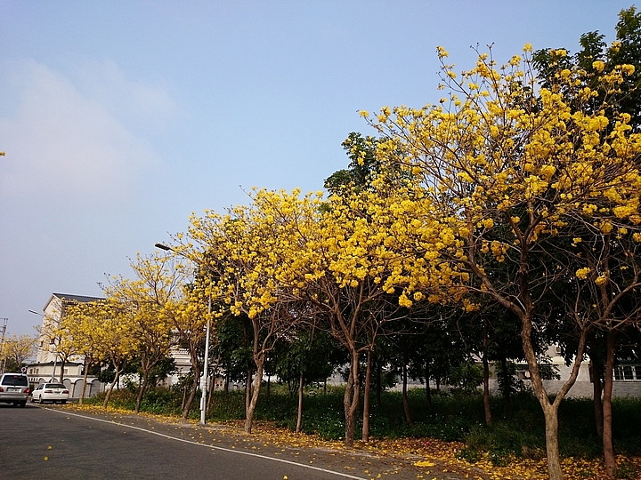 佳里區黃花風鈴木