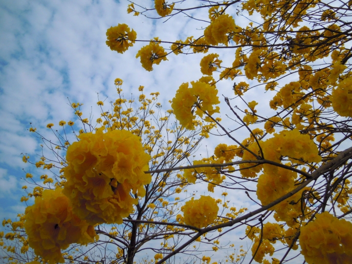 楠梓土庫黃花風鈴木