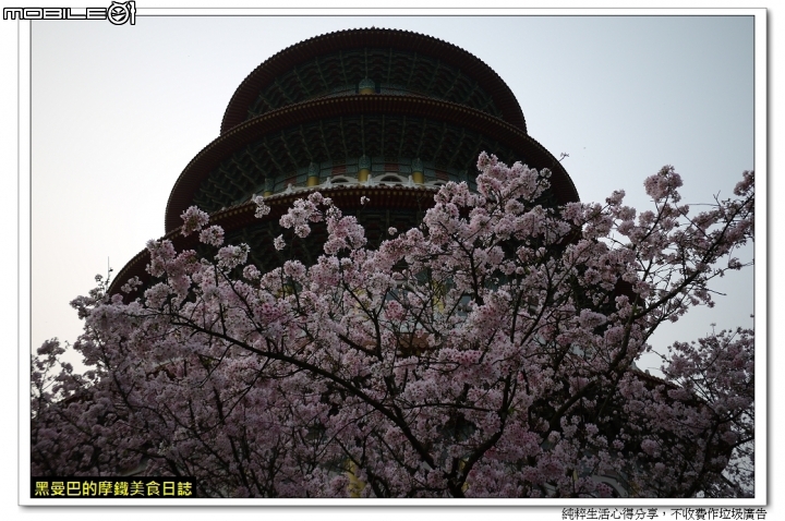  三月十六、櫻花滿開、賞櫻要快。