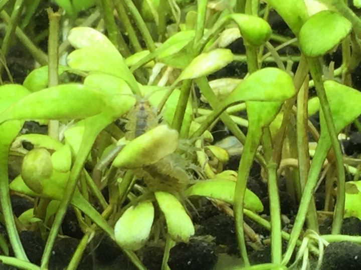 魚缸裏的奇怪又噁心的生物