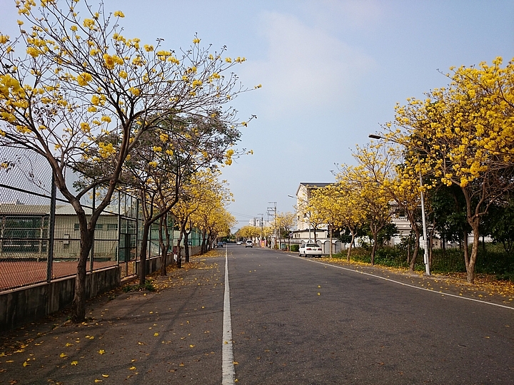 佳里區黃花風鈴木