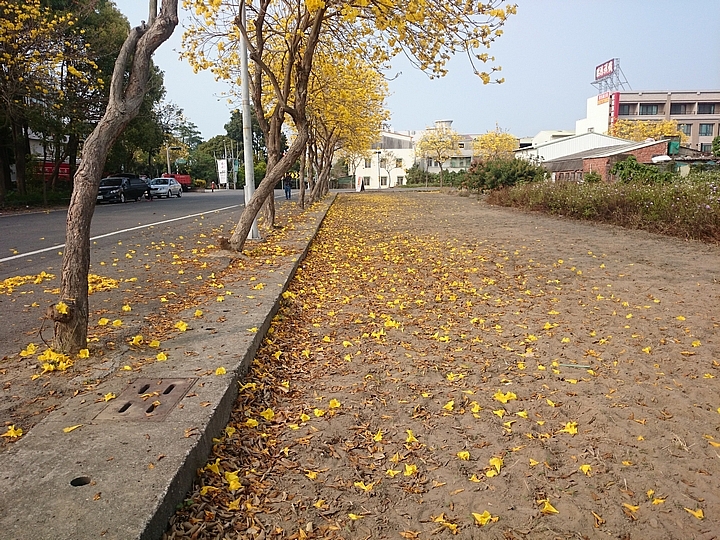 佳里區黃花風鈴木