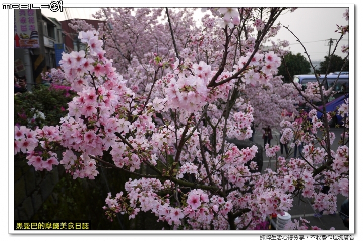  三月十六、櫻花滿開、賞櫻要快。