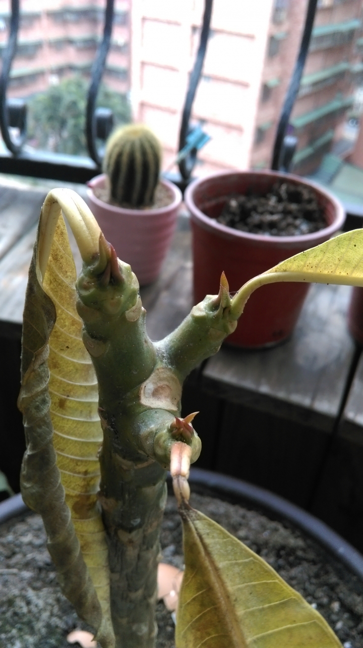 我的雞蛋花到底是澆水過多還是不足呢?