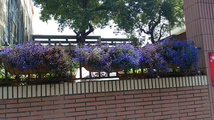 請問花名？