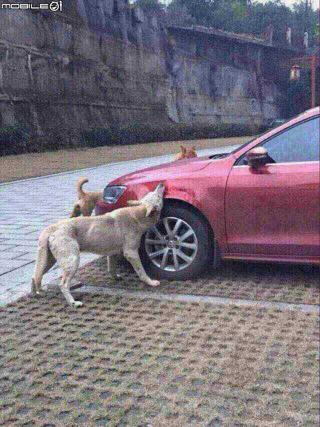 請問車子葉子板，被狗咬了！保險理賠嗎！！
