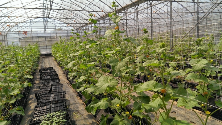 幾個目前溫室高經濟作物介紹