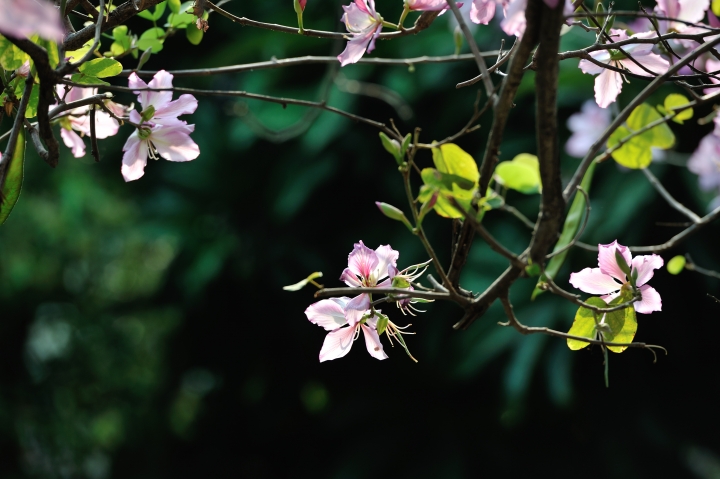 D700 vs D750 (3)-戶外花草篇