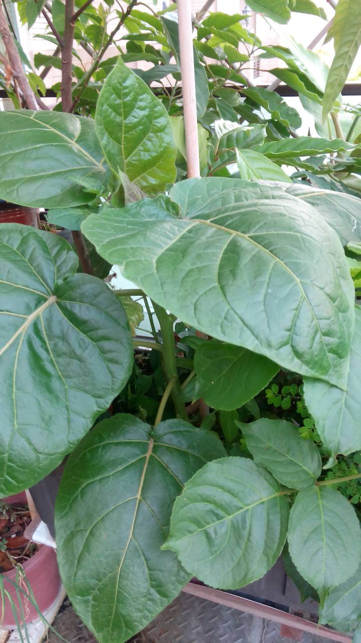 請問這是什麼植物??