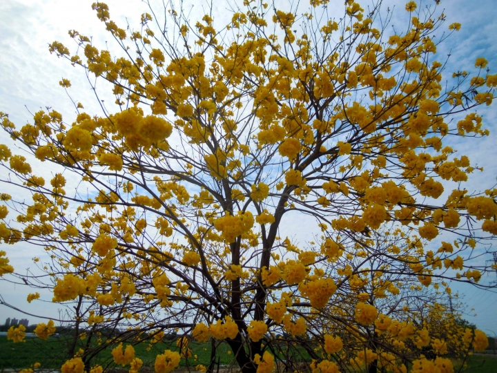 楠梓土庫黃花風鈴木