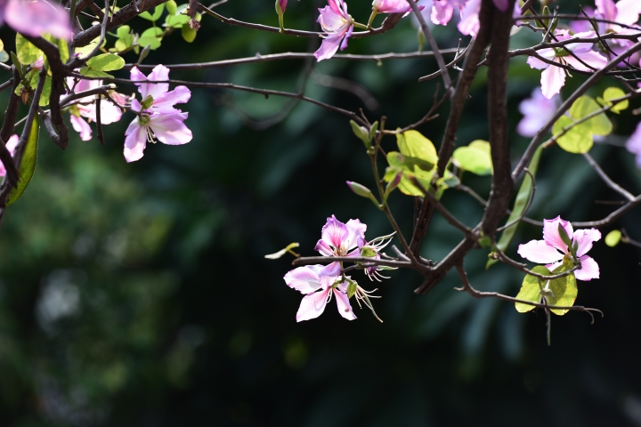 D700 vs D750 (3)-戶外花草篇
