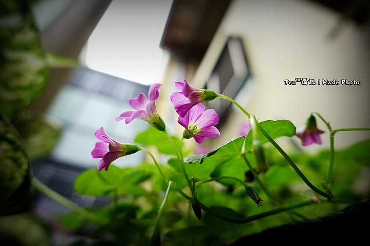 Nikon D5100 換 SONY RX100M3 心得