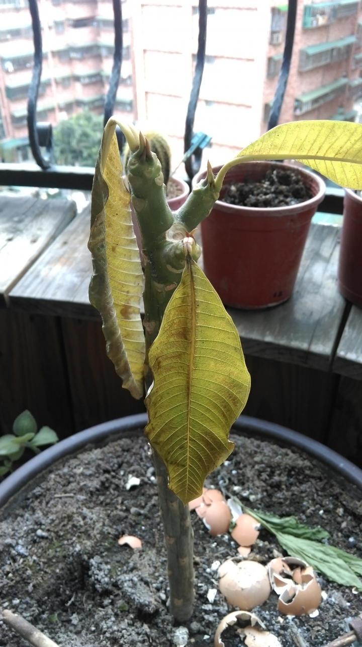 我的雞蛋花到底是澆水過多還是不足呢?