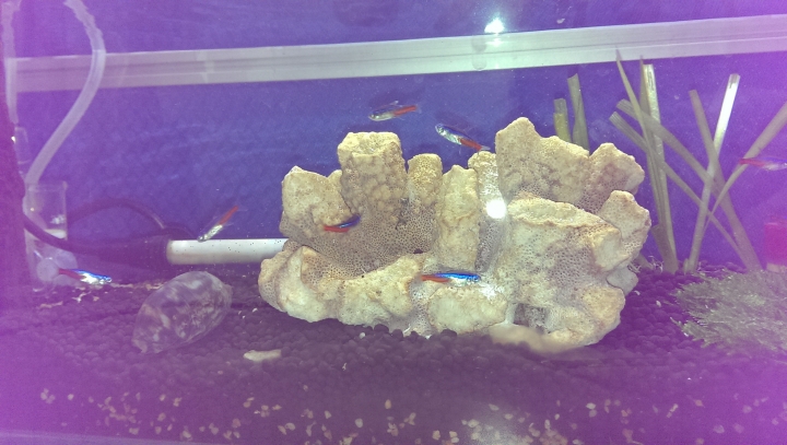 魚缸壁上的小綠點...
