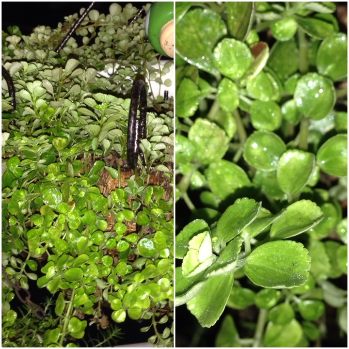 求助!!4種植物的名稱(附圖)