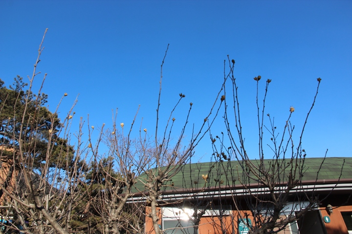 玩 瘋 韓 國 賞 雪 五 日 遊 ( 第 四、五 日 )
