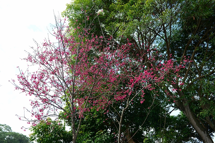 清晨關子嶺，路上都沒人。