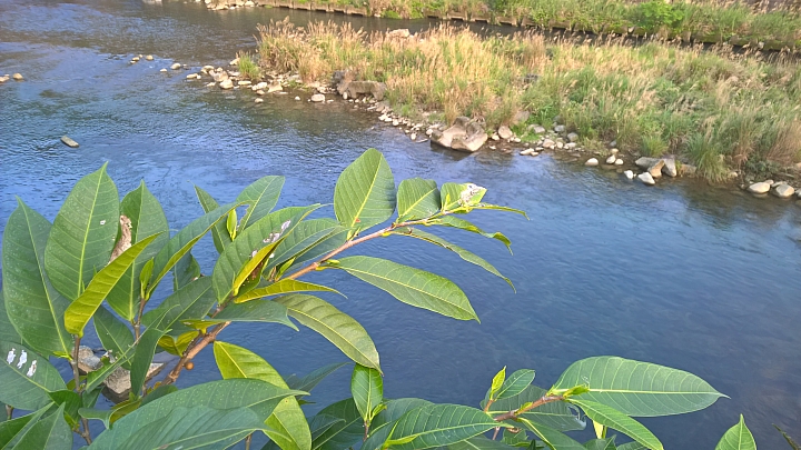 Lumia 930 with Lumia Camera 5 坪林半日遊