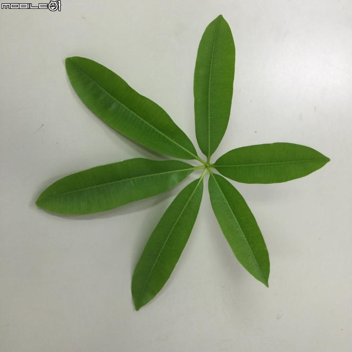 您好 :請教一下 這是何種植物 感恩