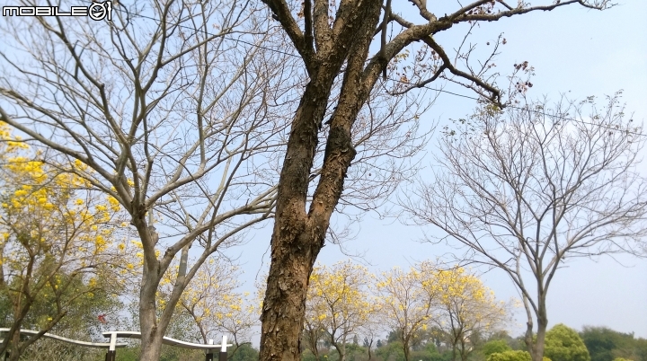 彰化溪州(費茲洛)花園散步遊