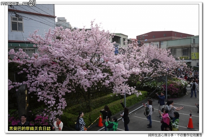  三月十六、櫻花滿開、賞櫻要快。