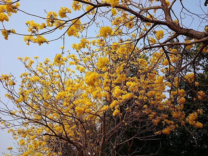 佳里區黃花風鈴木