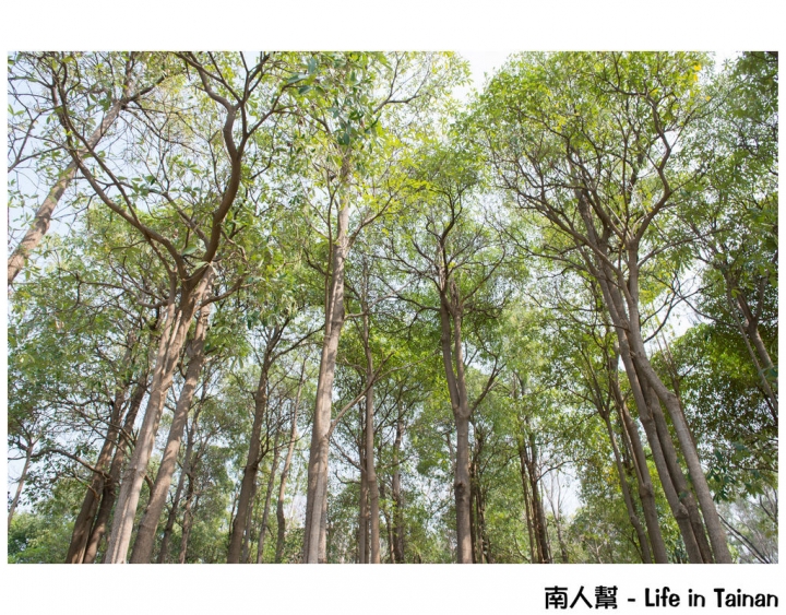 【台南市安平區-公園】億載公園裡花開了# 黃風鈴木.扶桑花.苦楝樹 #
