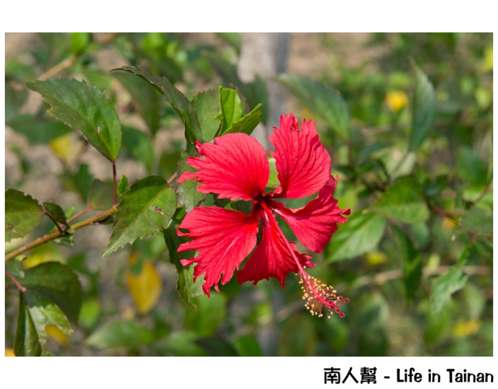 【台南市安平區-公園】億載公園裡花開了# 黃風鈴木.扶桑花.苦楝樹 #