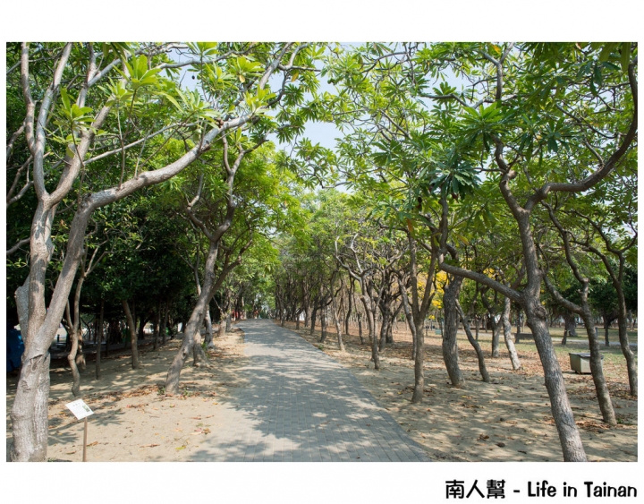 【台南市安平區-公園】億載公園裡花開了# 黃風鈴木.扶桑花.苦楝樹 #
