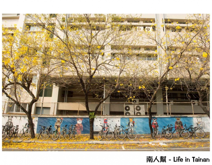 【台南市中西區-花木】南寧街上的# 黃風鈴木 #