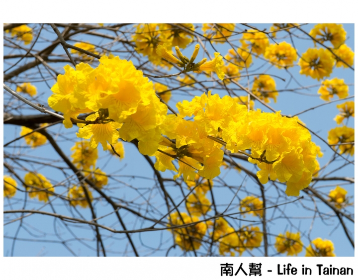 【台南市安平區-公園】億載公園裡花開了# 黃風鈴木.扶桑花.苦楝樹 #